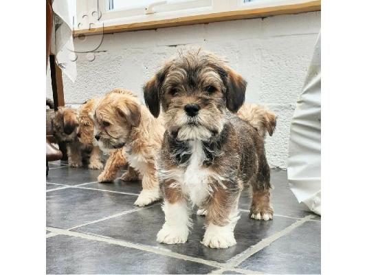 Shih tzu διασταύρωση μικροσκοπικά κουτάβια schnauzer